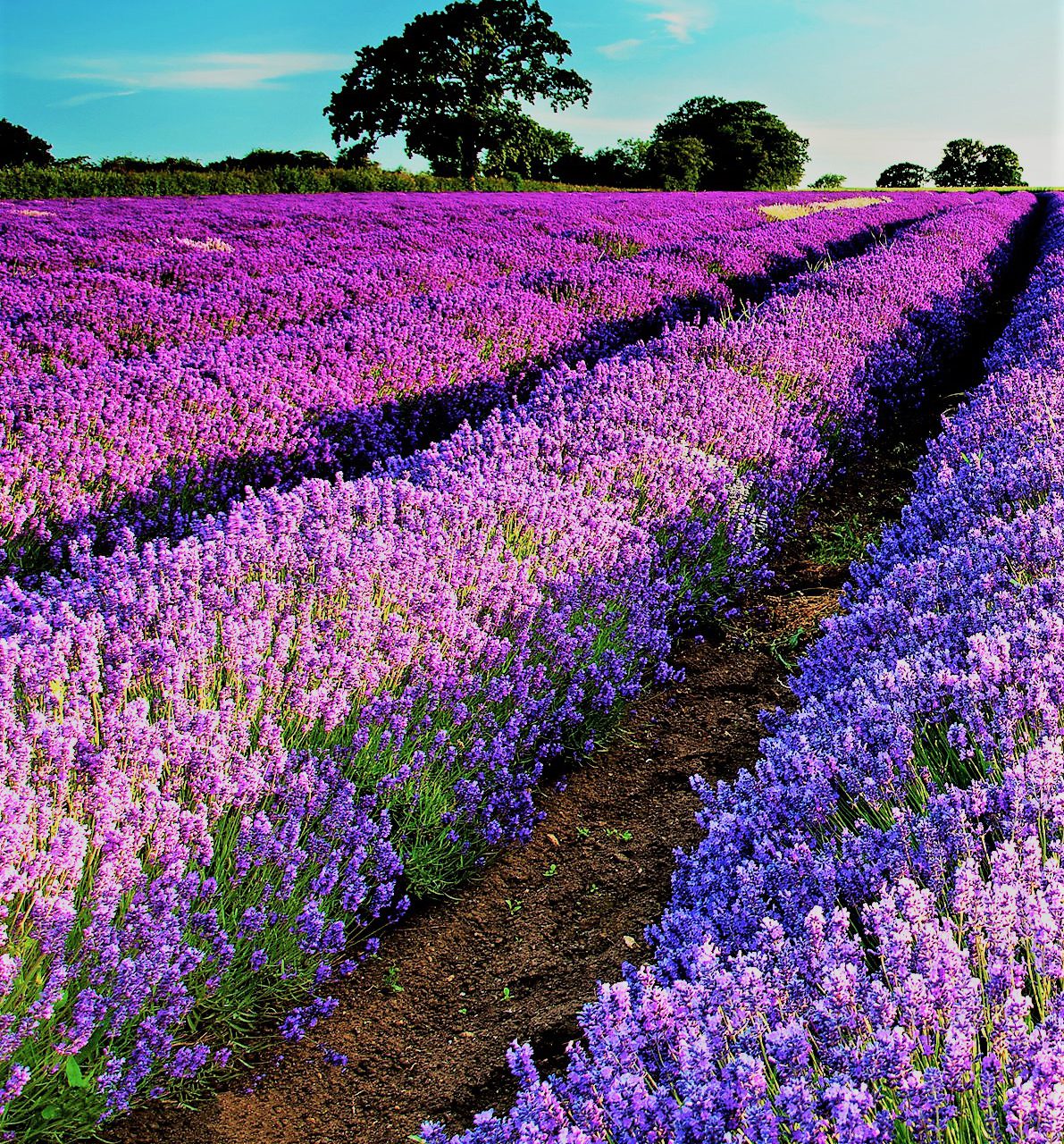 Potovanje francoskih doživetij, Provansa in Languedoc - 19549