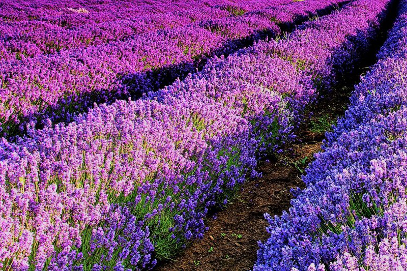 Potovanje francoskih doživetij, Provansa in Languedoc - 19549