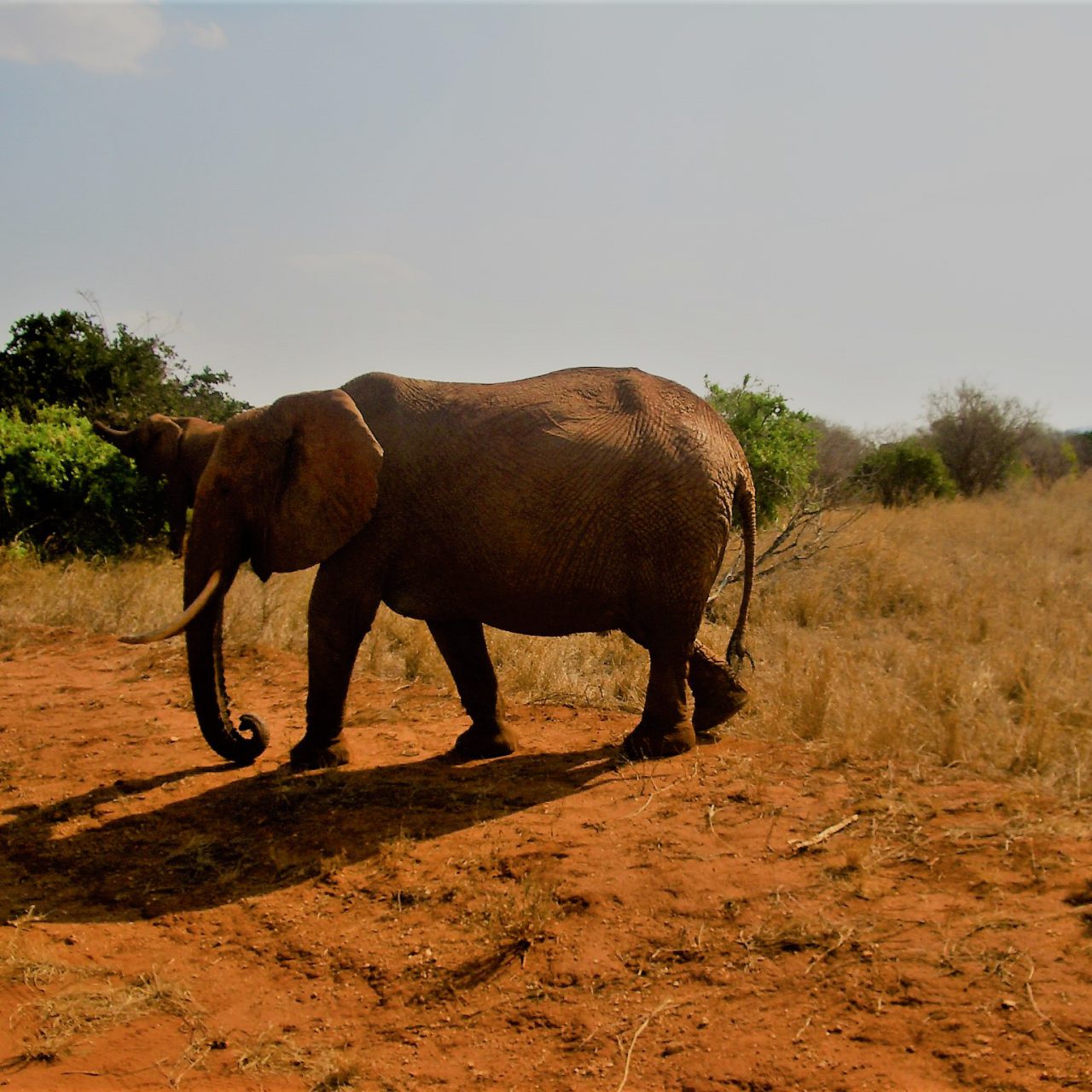 Potovanje veličastna Kenija, safari in Masaji - 19114