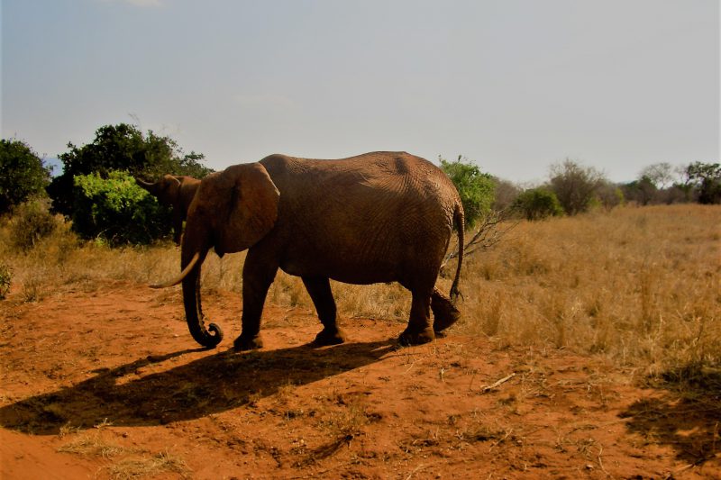 Potovanje veličastna Kenija, safari in Masaji - 19114