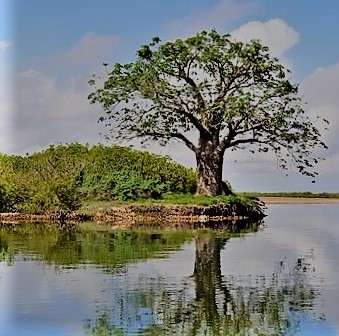 https://vard.si/wp-content/uploads/2020/04/VARD_AFRIKA-SENEGAL-DELTA-SALOUM.jpg