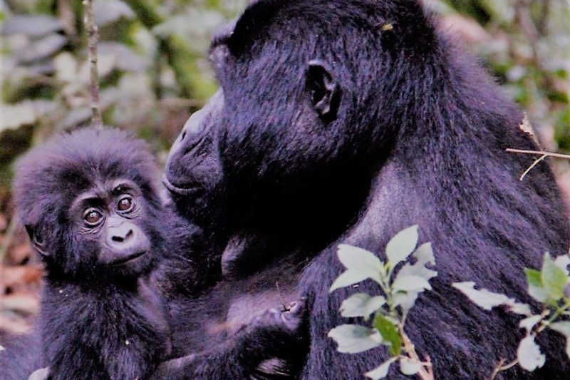 Uganda in Ruanda, safari potovanje v bogat svet živali - 19115