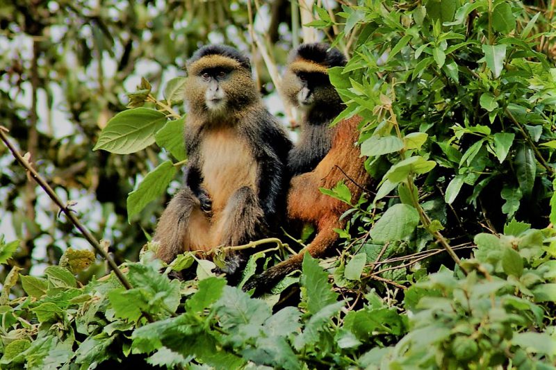 Kenija in Uganda, potovanje v Afriko - 19153