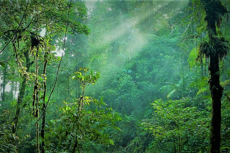 Kostarika in Panama - 19295