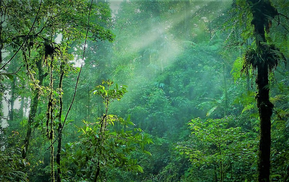 Kostarika in Panama - 19295