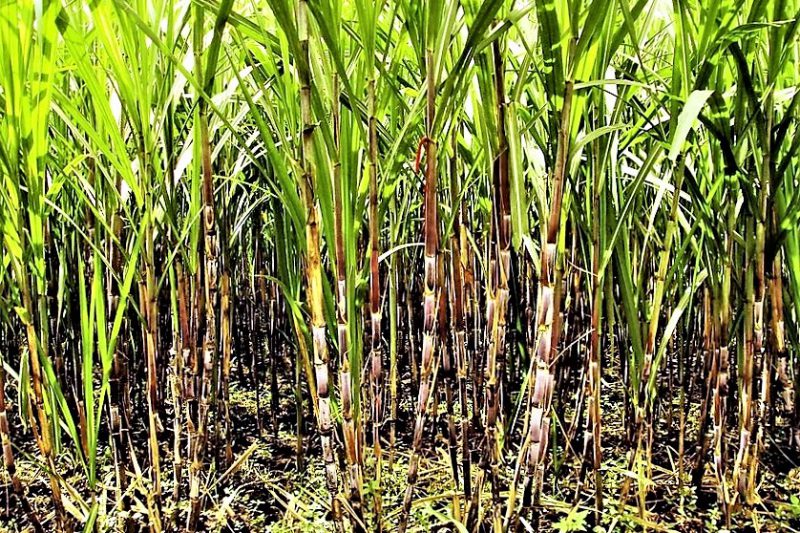 Tropska Kuba, eksotično potovanje s počitnicami v Varaderu