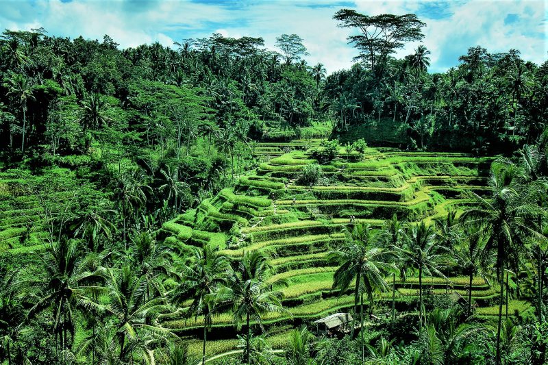 Potovanje Indonezijskih lepot, na Sumatro, Javo in Bali - 19393