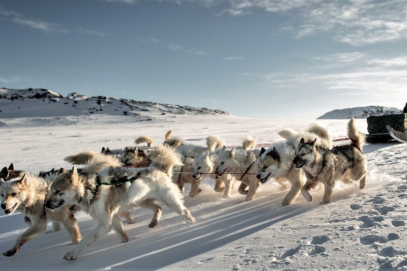 Potovanje severnih obzorij - Aljaska - 12 dni (19237)